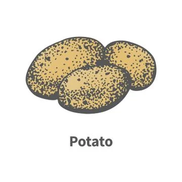 Vector sketch hand-drawn yellow ripe potato Illustration