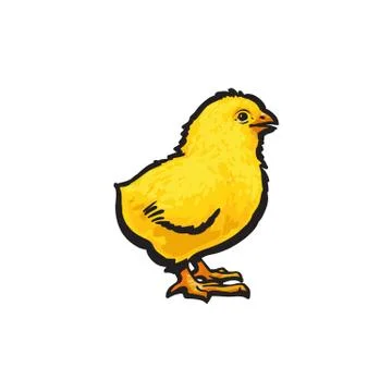 Vector sketch hand drawn yellow chick isolated Stock Illustration