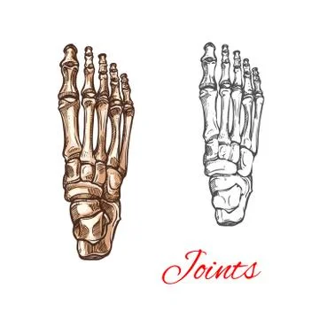 Vector sketch icon of human foot bones or joints Stock Illustration