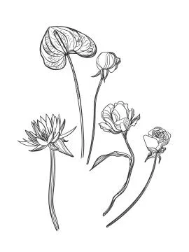 Vector sketch illustration design elements plant isolated Stock Illustration
