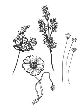 Vector sketch illustration design elements plant berries branch Illustrazione stock