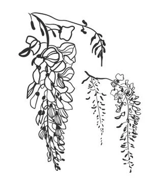 Vector sketch illustration design elements plant wisteria Stock Illustration