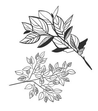 Vector sketch illustration design elements plant laurel Stock Illustration
