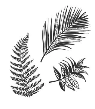 Vector sketch illustration design elements plant leaves palm fern Stock Illustration