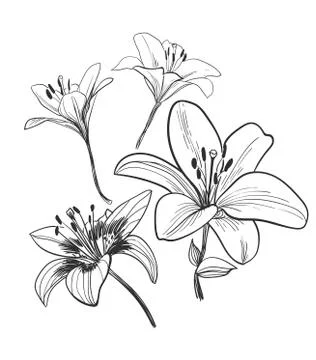 Vector sketch illustration design elements plant lily flower Illustrazione stock
