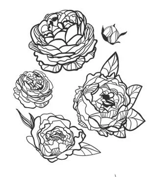 Vector sketch illustration design elements plant peony rose Stock Illustration