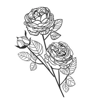 Vector sketch illustration design elements plant peony rose Stock Illustration