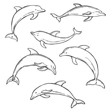 Vector  sketch illustration with dolphins Illustrazione stock