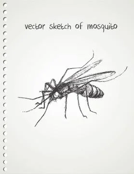 Vector sketch of mosquito Stock Illustration