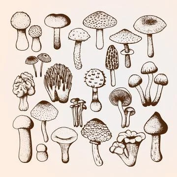 Vector sketch with mushrooms Stock Illustration
