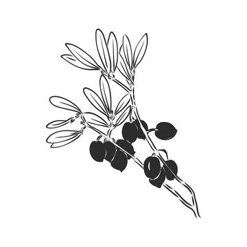 Vector sketch of olive tree branch . olive branch vector sketch on a white ba Stock Illustration