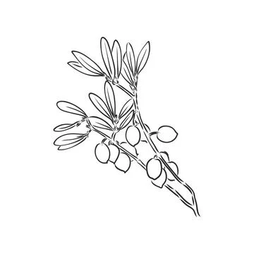 Vector sketch of olive tree branch . olive branch vector sketch on a white ba Stock Illustration