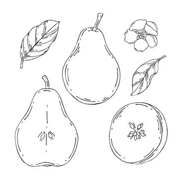 Vector sketch pear set. Hand drawn botanical illustrations. Black and white with Stock Illustration