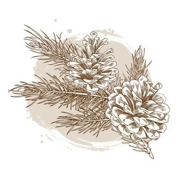 Vector sketch of pine branch with two cones, monochrome hand drawn illustration. Stock Illustration