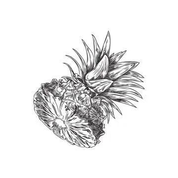 Vector sketch of pineapple top, batanical illustration of the fruit. イラスト素材
