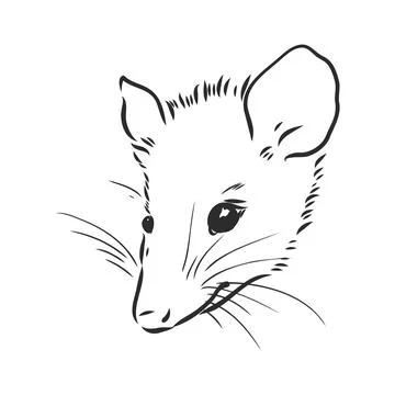 Vector sketch possum muzzle possum vector illustration Stock Illustration