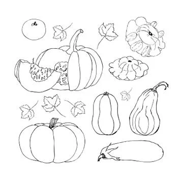 Vector Sketch Pumpkin. Doodle pumpkins. Hand drawn ink illustration Illustrazione stock