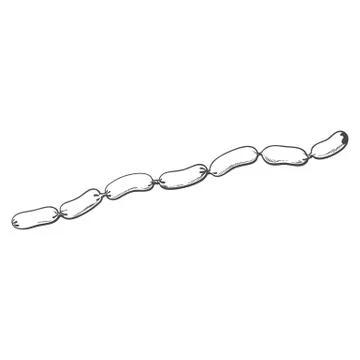 Vector sketch sausages chain isolated illustration Illustrazione stock