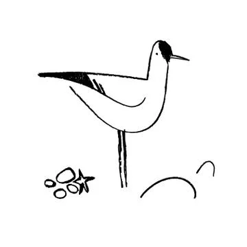 Vector sketch of seagull. Stock Illustration