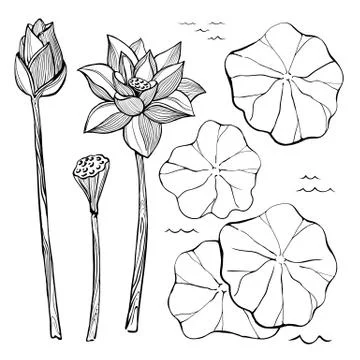 Vector sketch set of flowers and leaves of the lotus Stock Illustration