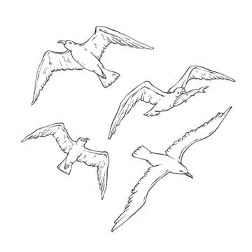 Vector sketch set flying seagulls. Bird gull angler monochrome black outline Stock Illustration