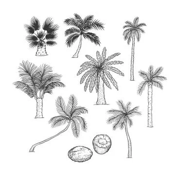 Vector sketch set of palm. Different kinds of tropical trees and coconut Stock Illustration