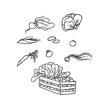 Vector sketch set vegetable culture. Agricultural crop vegetables collected in a Stock Illustration