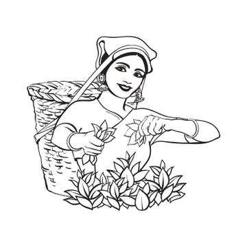 Vector sketch Sri-lanka local woman collecting tea イラスト素材