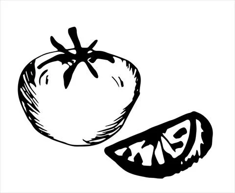 Vector sketch of tomato isolated on white background. Stock Illustration