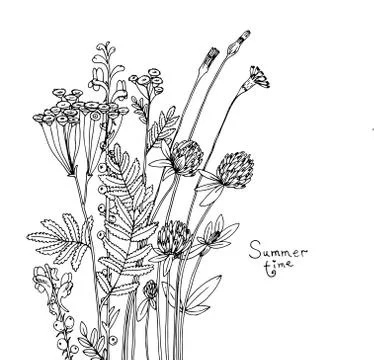 Vector sketch of the wildflowers. Stock Illustration