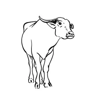 Vector sketch of yak. Hand drawn linear illustration. Stock Illustration