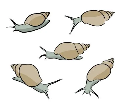 Vector of snail Stock Illustration