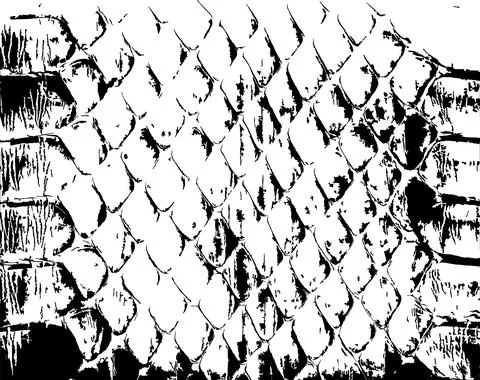 Vector snake skin background. Black and white texture Stock Illustration