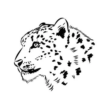Vector snow leopard, irbis wild cats graphic illustration Stock Illustration