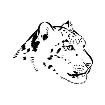 Vector snow leopard, irbis wild cats graphic illustration Stock Illustration