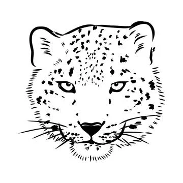 Vector snow leopard, irbis wild cats graphic illustration Stock Illustration