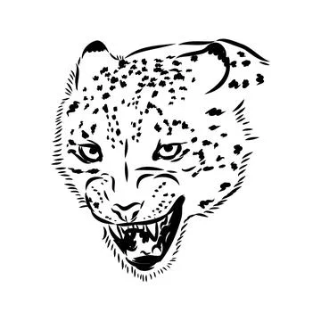 Vector snow leopard, irbis wild cats graphic illustration Stock Illustration