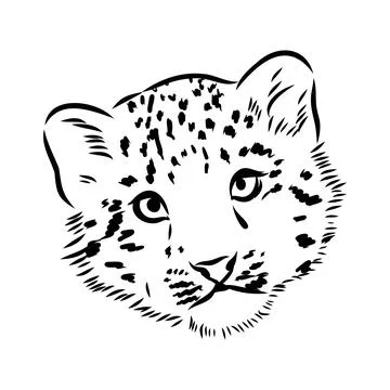 Vector snow leopard, irbis wild cats graphic illustration Stock Illustration
