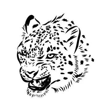 Vector snow leopard, irbis wild cats graphic illustration Illustrazione stock