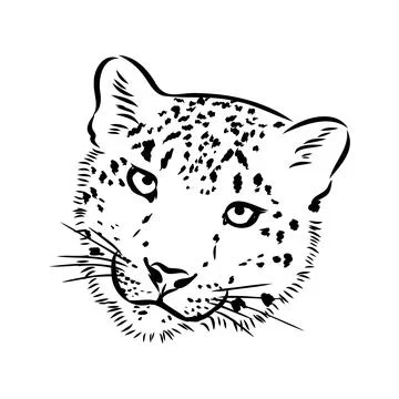 Vector snow leopard, irbis wild cats graphic illustration Stock Illustration