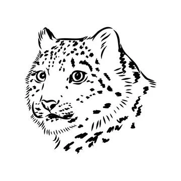 Vector snow leopard, irbis wild cats graphic illustration Illustrazione stock