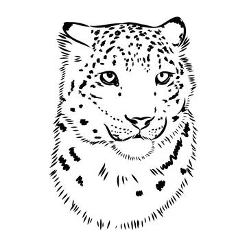 Vector snow leopard, irbis wild cats graphic illustration Stock Illustration