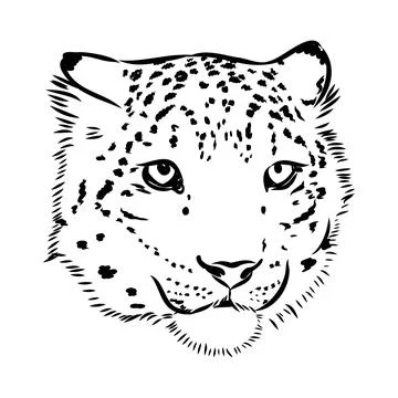 Vector snow leopard, irbis wild cats graphic illustration Stock Illustration
