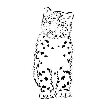 Vector snow leopard, irbis wild cats graphic illustration Stock Illustration