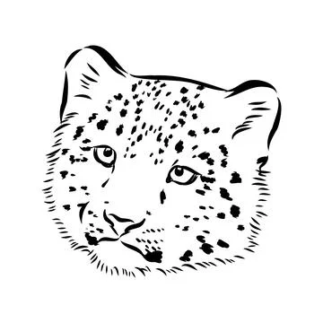 Vector snow leopard, irbis wild cats graphic illustration Stock Illustration