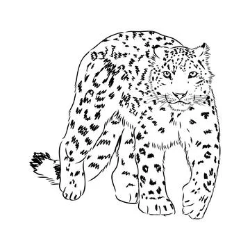 Vector snow leopard, irbis wild cats graphic illustration Stock Illustration