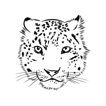 Vector snow leopard, irbis wild cats graphic illustration Stock Illustration