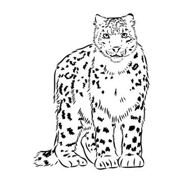 Vector snow leopard, irbis wild cats graphic illustration Stock Illustration