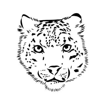 Vector snow leopard, irbis wild cats graphic illustration Stock Illustration