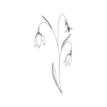 Vector snowdrop drawing. Hand drawn floral elements. Spring flower sketch 库存插图